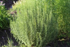 Abrodd har spiselige blader, Artemisia abrotanum