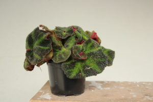 Begonia rex