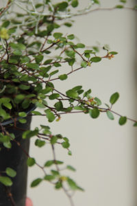 Blomstrende Muehlenbeckia