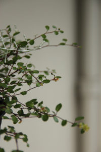 Blomstrende Muehlenbeckia