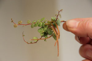 Blomstrende Peperomia prostrata