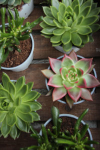 Echeveria