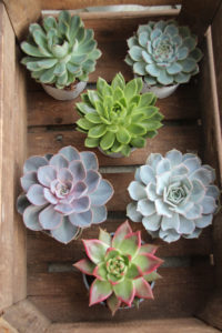 Echeveria mix