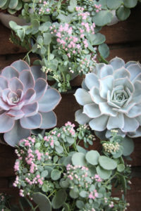 Echeveria og Sedum sieboldii