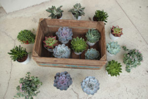 Echeveria og andre sukkulenter