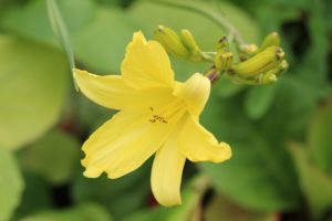 Spiselig gul daglilje, Hemerocallis lilioasphodelus