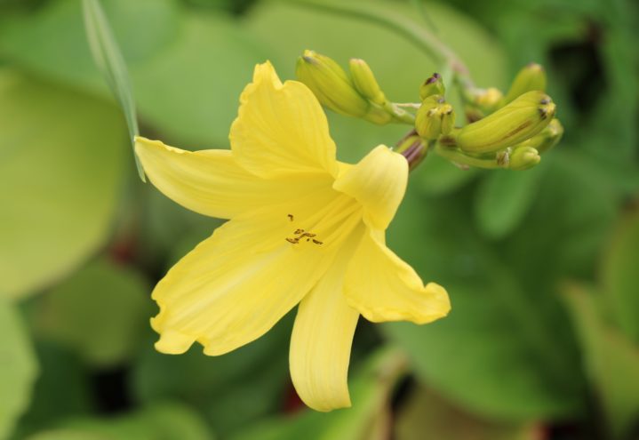 Spiselig gul daglilje, Hemerocallis lilioasphodelus
