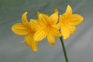 På amurdagliljen, Hemerocallis middendorffii, er både blomsterknopper, blomster og rotknoller spiselige