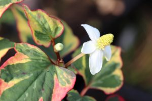 Kameleonplante, Houttuynia cordata 'Chameleon'