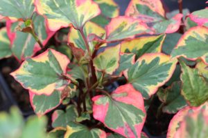 Bladene av kameleonplanten er spiselige! Houttuynia cordata 'Chameleon'