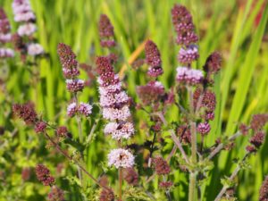 Mentha spicata var crispa