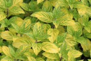 Mentha x gentilis 'Variegata'