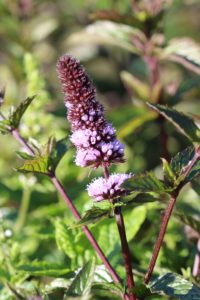 Mentha x piperita 'Chocholate' er spiselig mynte