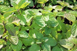 Mynte har spiselige blader, Mentha x piperita 'Orange'