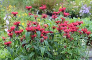 Hestemynte, Monarda didyma 'Julian'
