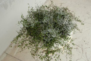 Muehlenbeckia og Calocephalus brownii