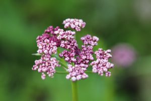 Mutellina adonidifolia har spiselige blader