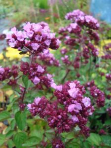 Origanum 'Rosenkuppel' er spiselig