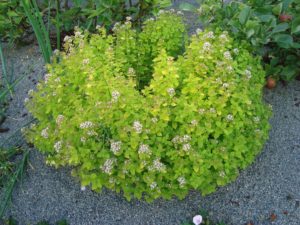 Origanum vulgare 'Aureum' er spiselig