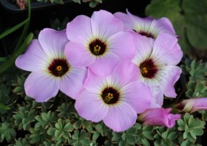 Blader og blomster av klippegjøkesyre er spiselige Oxalis enneaphylla 'Dark Eye'