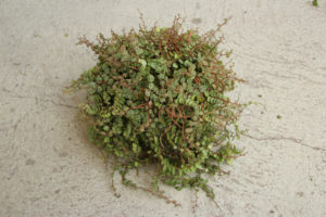 Peperomia prostrata