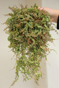 Peperomia prostrata