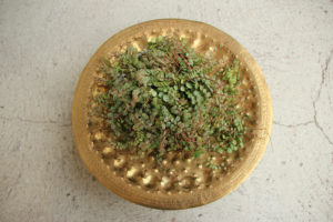 Peperomia prostrata