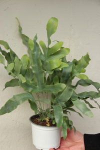 Phlebodium aureum