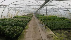 Planteskole, produksjon av Rhododendron og andre busker