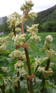 Rabarbra er definitivt en spiselig staude, botanisk heter den Rheum rhabarbarum