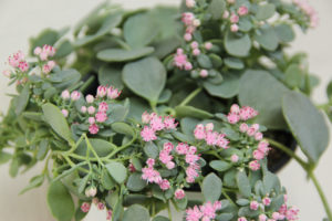 Rosa blomster på Sedum sieboldii