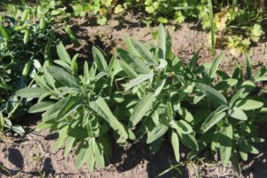 Salvia officinalis er det botaniske navnet på den spiselige stauden salvie