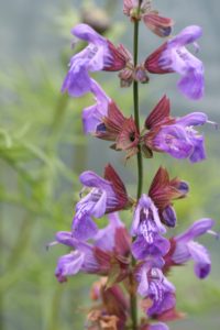 Salvia officinalis er det botaniske navnet på den spiselige stauden salvie