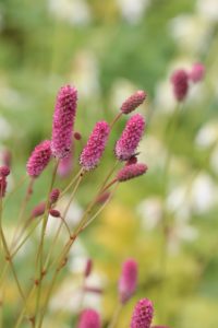 Bladene av blodtopp, Sanguisorba officinalis, er spiselige