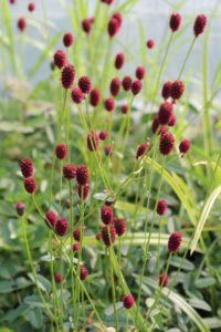 Bladene av blodtopp, Sanguisorba officinalis 'Tanna', er spiselige