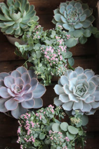 Sedum sieboldii og Echeveria