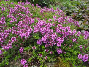 Thymus citriodorus er spiselig