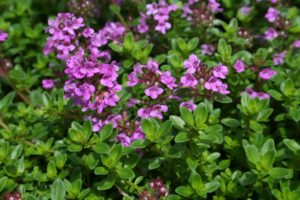 Thymus citriodorus 'Unni' er en spiselig staude