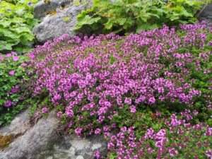 Sitrontimian, Thymus, har spiselige blader