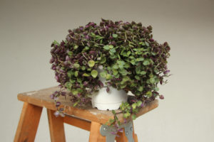 Tradescantia, vandrejøde