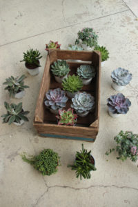 Utvalg av Echeveria og sukkulenter