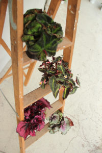 Varianter av begonia rex som er svært ulike