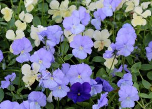 Viola hybrider kan spises