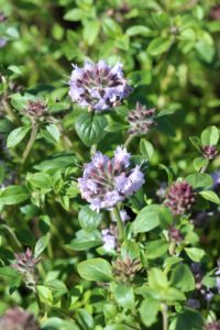 Blader av Ziziphora clinopodioides er spiselige
