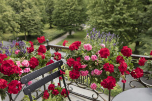 Pelargonia på sommerbalkongen