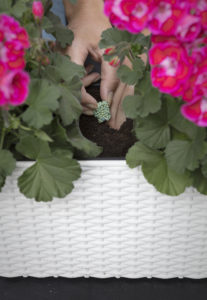Langtidsvirkende gjødselpellets til sommerblomstene gir fin blomstring hele sommeren