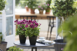 Engelske pelargonia på bordet er koselig hele året