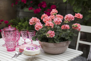 Sommerfest med pelargonia
