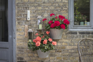Pelargonia på veggen