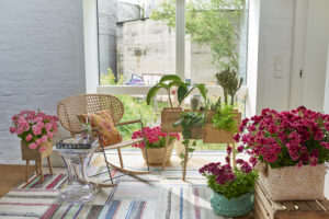 Pelargonia i leilighet